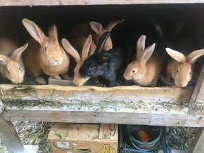 PRODÁM BELGICKÉ OBRY ČERNÉ + 75 % KŘÍŽENCE OBRŮ  Mladí králí