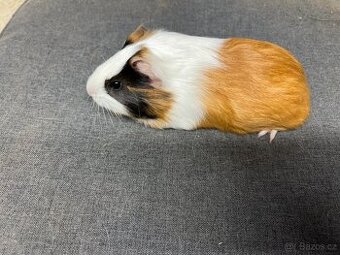 Morče, morčata - hladká, prodej