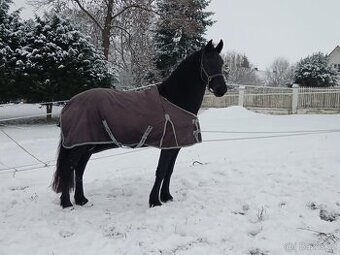 LUXUSNÍ TOP FRÍSKÁ KLISNA FRÍSKÝ KŮŇ
