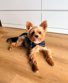 Jorkšírský teriér - krytí/připuštění, NENÍ NA PRODEJ