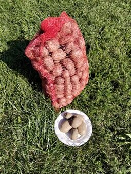 Konzumní brambory ADÉLA