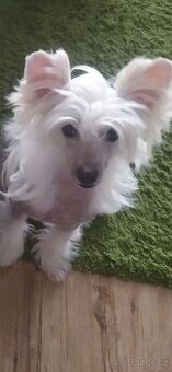 Čínský chocholatý pes