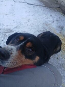 Pes , po otci Bernský salašnický