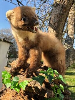 Preparát kuna na kmeni