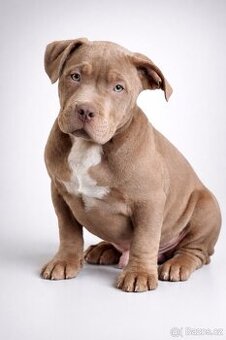 🐾American Bully🐾