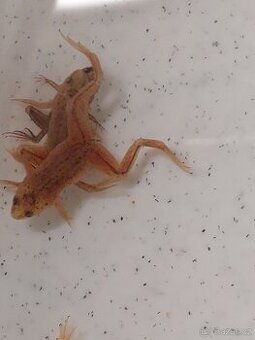 Drápatečka sp a gold