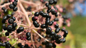 Arálie štíhlá (Aralia elata)