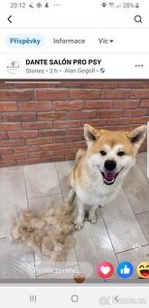 Krytí Akita Inu