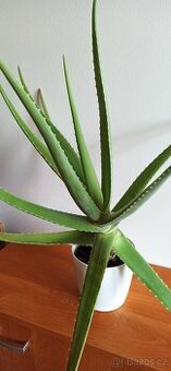Aloe vera.