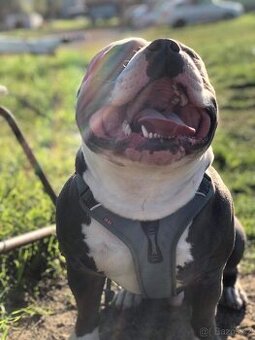 Daruji Americký Bully pocket