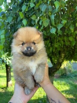 Pomerian