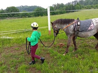 Prodám pony klisnu -  včetně vybavení