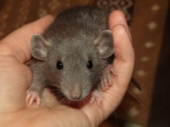 Dumbo, rex - mláďata potkánků s výpisem předků