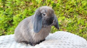 Zakrslý beránek, králíček, králík - PATRIK