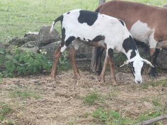 Prodám kamerunské jehňata beránky a ovečku