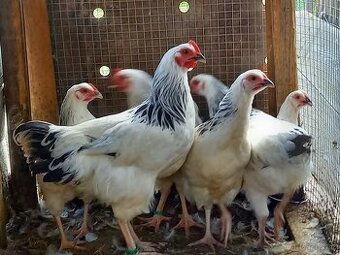Kohouti Sasex,Marans,Holokrčka,Kočinka,Staroangl.bojovnice