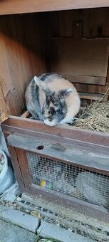 Daruji zakrslého králíka