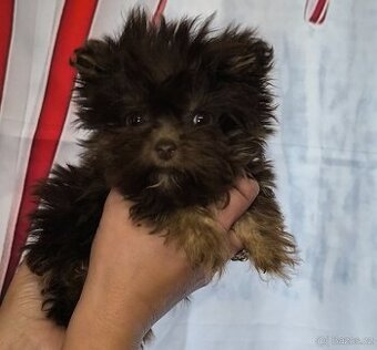 Yorkshire teriér s PP, jorkšírský teriér s PP