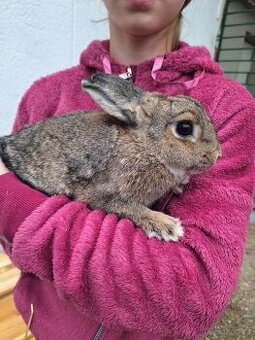 Zakrslý králíček- samice