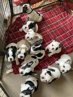 Francouzský buldoček bez PP - 1