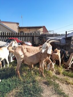 Anglonubijská  koza,POP