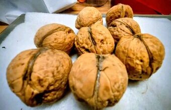 Vlašské ořechy letošní sklizeň