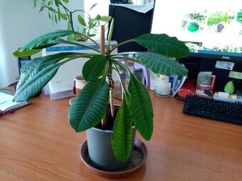 Pokojové, mladé  rostliny, nenáročné