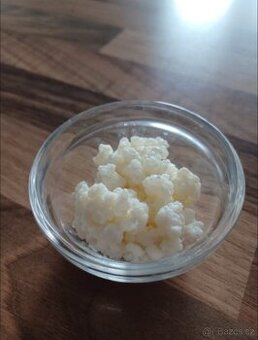 DOČASNĚ VYPRODÁNO Kefírová kultura / tibetská houba