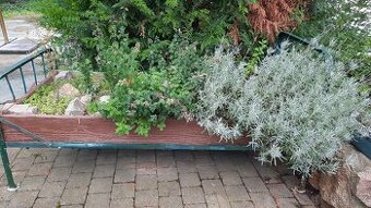 Stará kovová postel s truhlikem na bylinky dekorace