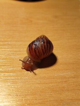 Africký šnek Achatina immaculata mláďata