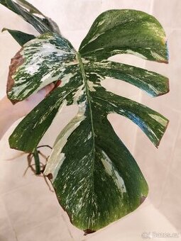 Monstera Albo 2 zakořeněné řízky