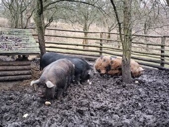 Svině kune kune a klapoucha