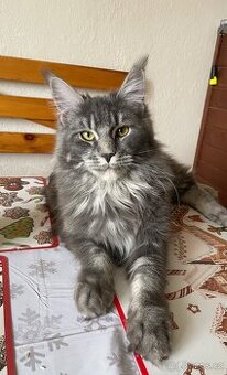 Mainská mývalí s pp