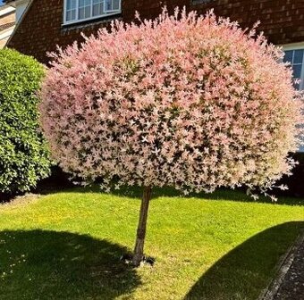 𝐓𝐎𝐏❗Japonská vrba, strom který mění barvu, Salix Integra❗