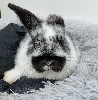 Zakrslý králíček  H1