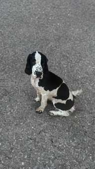 Anglický kokršpaněl s PP