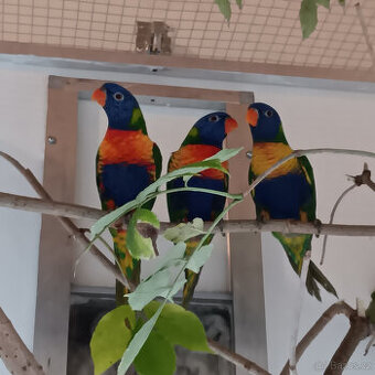 Ujmu se Vašeho papouška