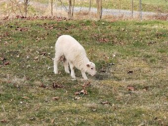 Ovečka a beránek valaška