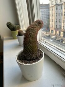 kaktusy - 1