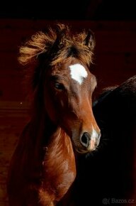 Welsh cob D malý jezdecký kůň