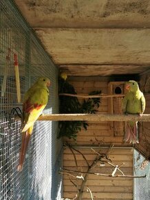 Papagáj horský dilute (žltý pastel)