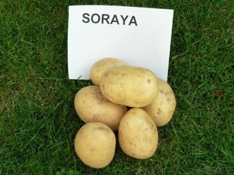 Zbylé brambory po sázení