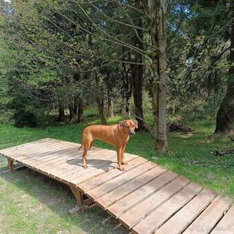 Rhodéský ridgeback - hledáme psa pro krytí - 1