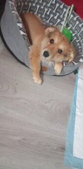 Mini joksir krizeny z mini civavou