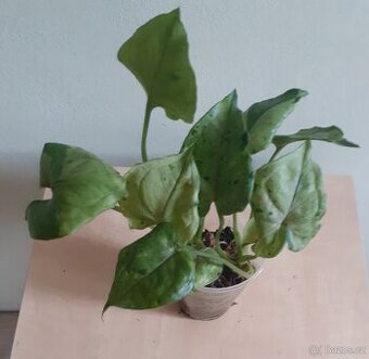 Syngonium Grey Ghost - 1