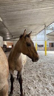 Hřebec appaloosa x QH