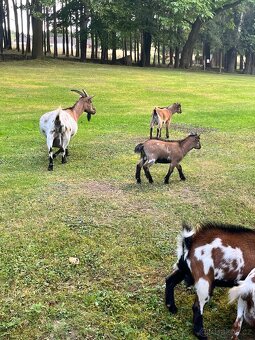 Holandská zakrslá kůzlata