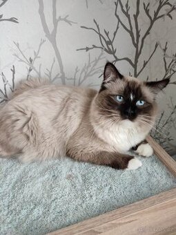 Prodám kocoura Ragdoll