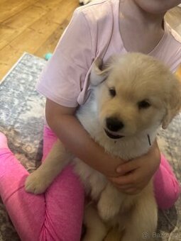 Štěňátko labradorského retrívra