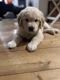 Štěňátko labradorského retrívra